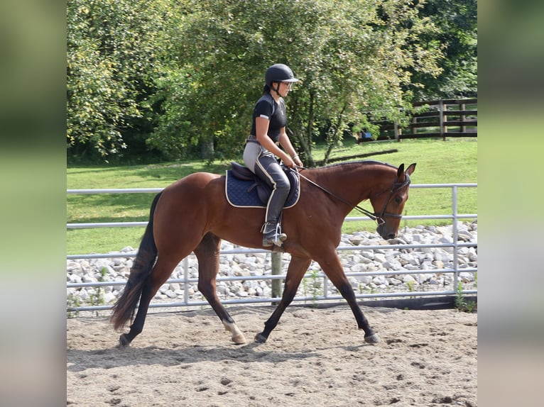 American Quarter Horse Ruin 3 Jaar 163 cm Roodbruin in Auburn