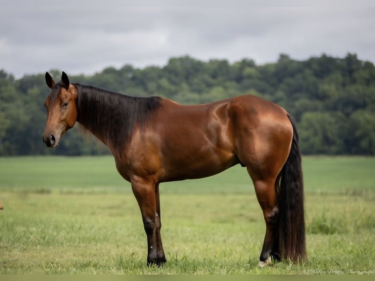 American Quarter Horse Ruin 3 Jaar 163 cm Roodbruin in Auburn