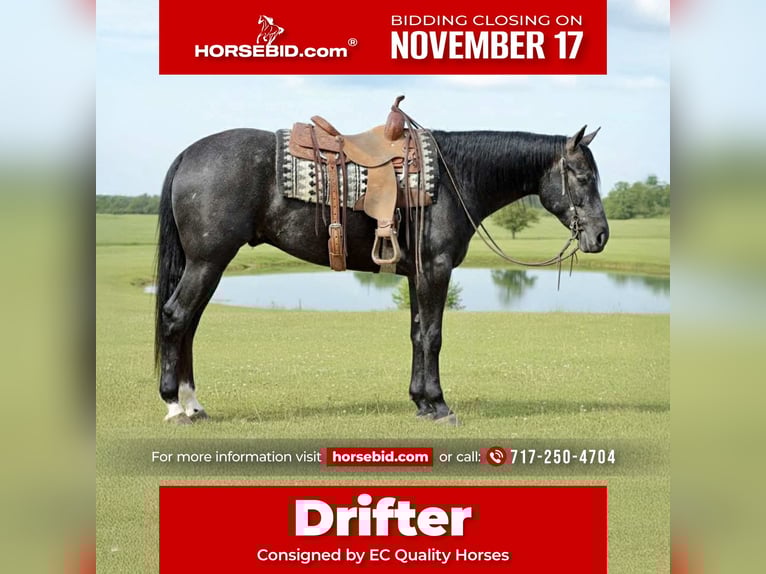 American Quarter Horse Ruin 3 Jaar 163 cm Schimmel in Beaver Springs