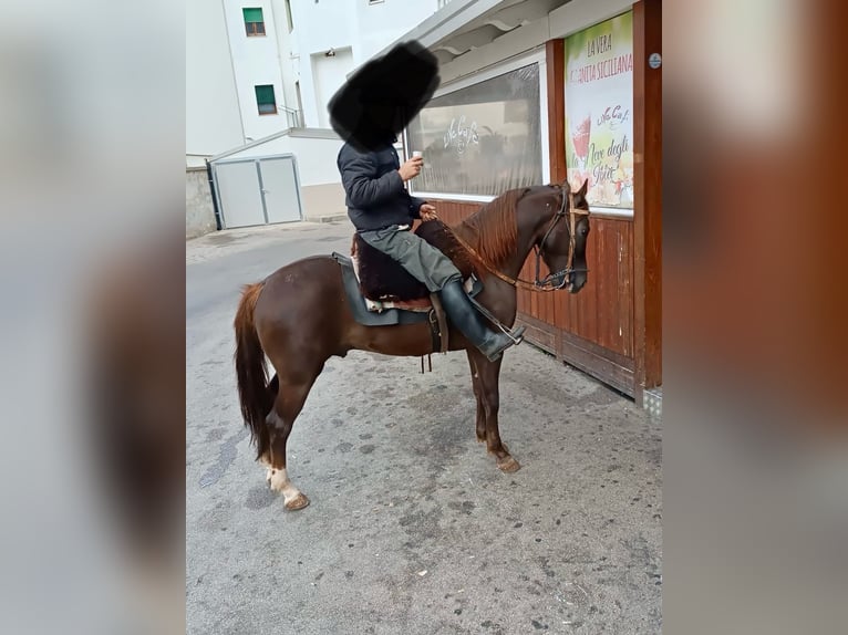 American Quarter Horse Ruin 3 Jaar 165 cm Donkerbruin in Santeramo In Colle