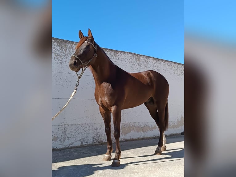 American Quarter Horse Ruin 3 Jaar 165 cm Donkerbruin in Santeramo In Colle