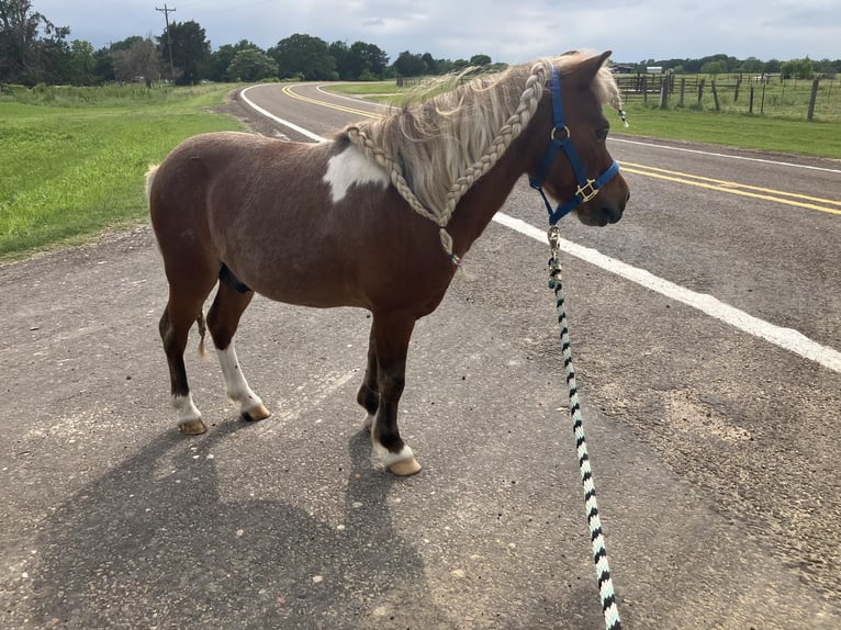 American Quarter Horse Ruin 3 Jaar 91 cm Roan-Red in Fairfield TX