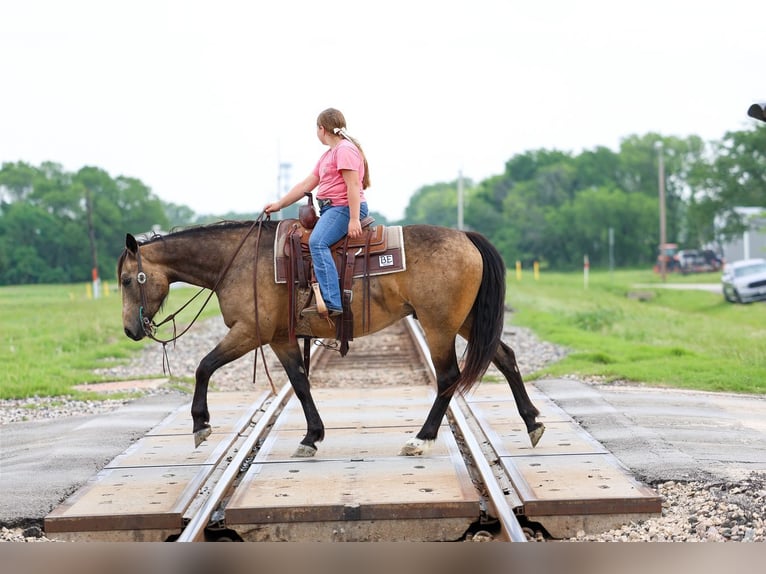 American Quarter Horse Ruin 3 Jaar Buckskin in Talty, TX