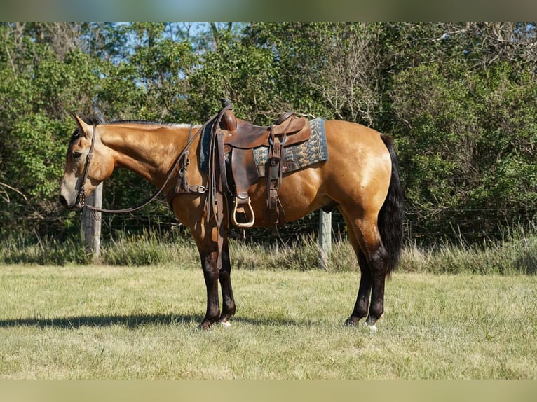 American Quarter Horse Ruin 3 Jaar Buckskin in Corsica