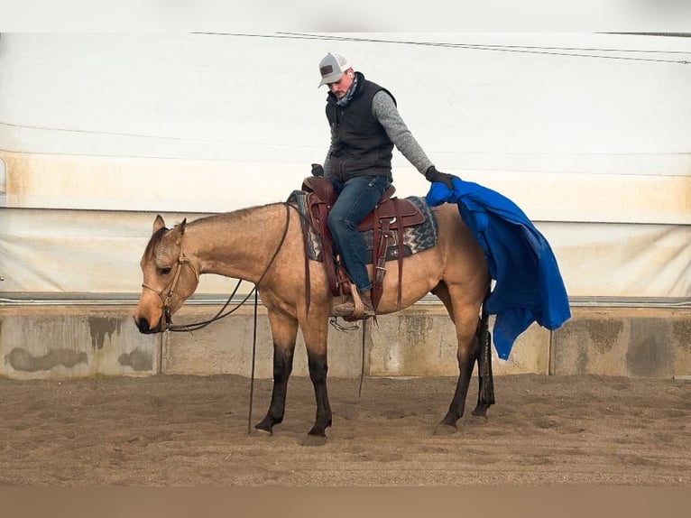 American Quarter Horse Ruin 3 Jaar Buckskin in Saint Anthony, ID