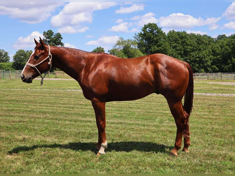 American Quarter Horse Ruin 3 Jaar Donkere-vos in Howell