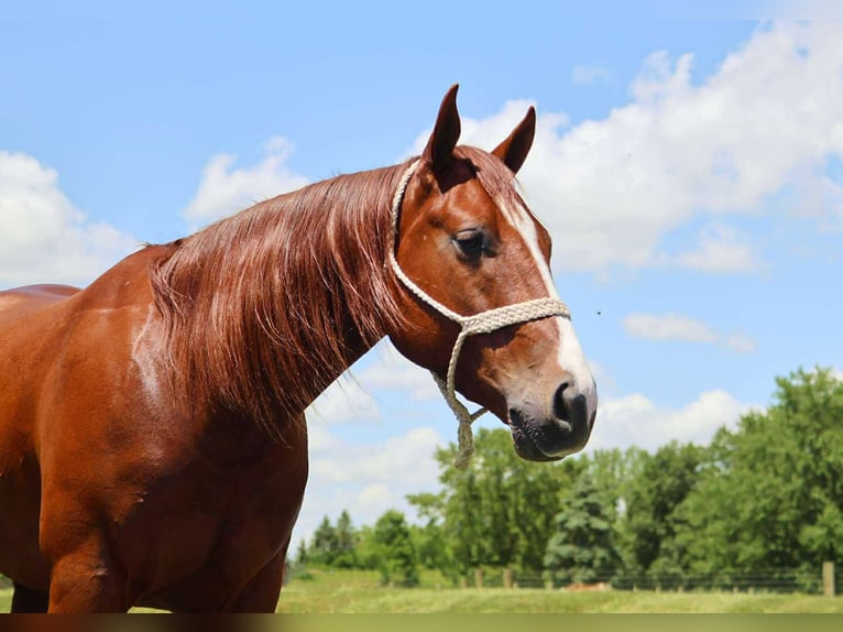American Quarter Horse Ruin 3 Jaar Donkere-vos in Howell