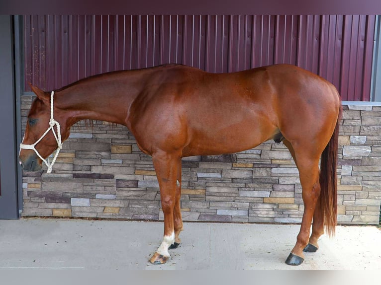 American Quarter Horse Ruin 3 Jaar Donkere-vos in Howell