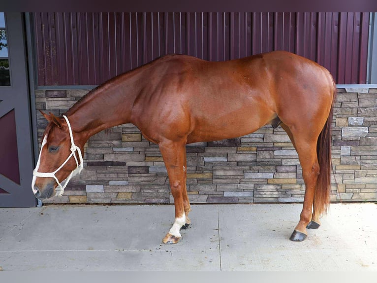 American Quarter Horse Ruin 3 Jaar Donkere-vos in Howell
