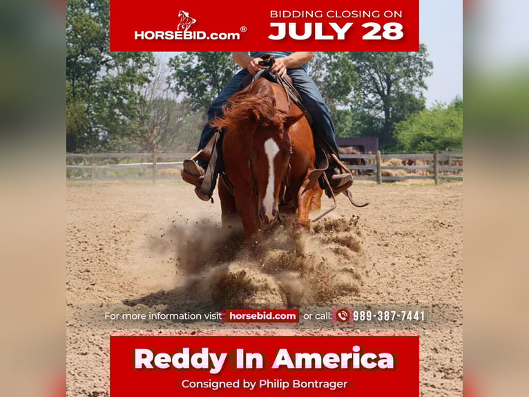American Quarter Horse Ruin 3 Jaar Donkere-vos in Howell