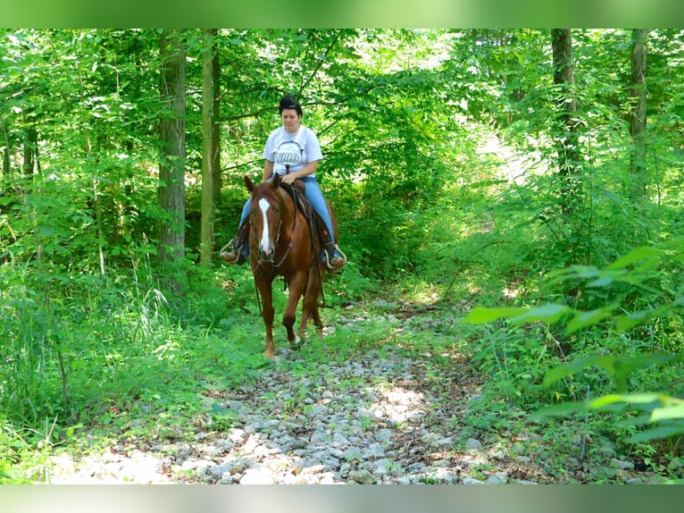 American Quarter Horse Ruin 3 Jaar Donkere-vos in Howell