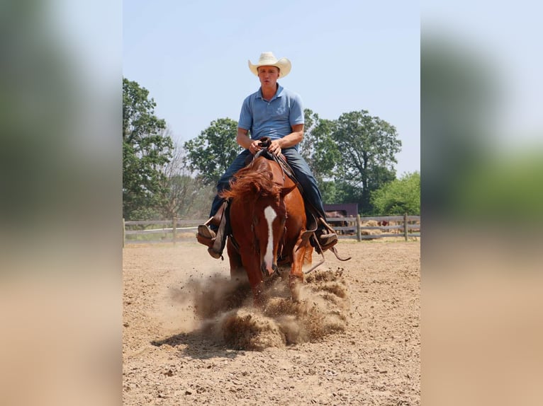 American Quarter Horse Ruin 3 Jaar Donkere-vos in Howell