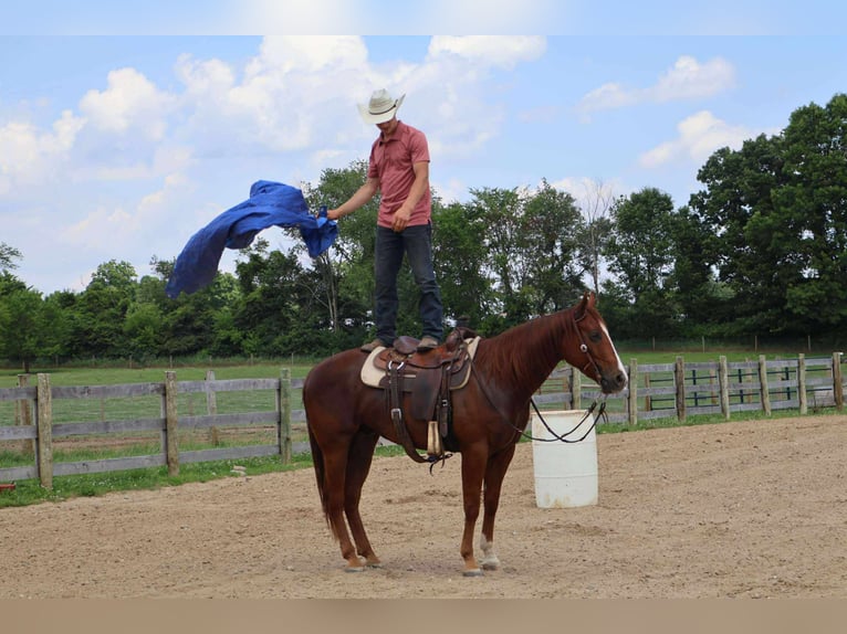 American Quarter Horse Ruin 3 Jaar Donkere-vos in Howell