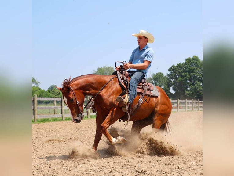 American Quarter Horse Ruin 3 Jaar Donkere-vos in Howell