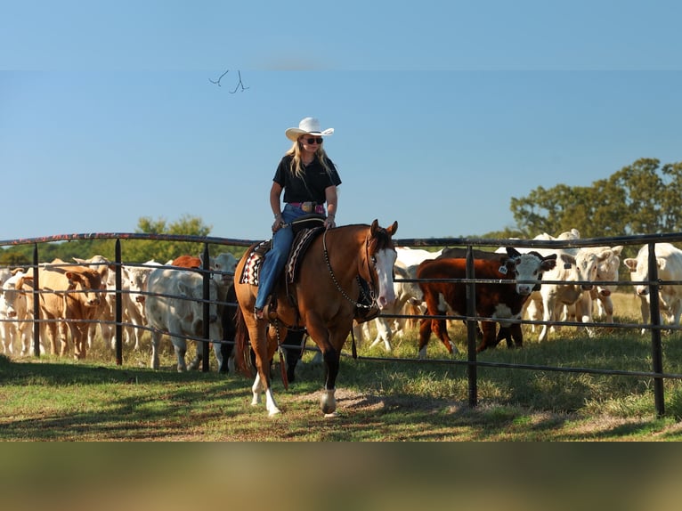 American Quarter Horse Ruin 3 Jaar Falbe in Quitman