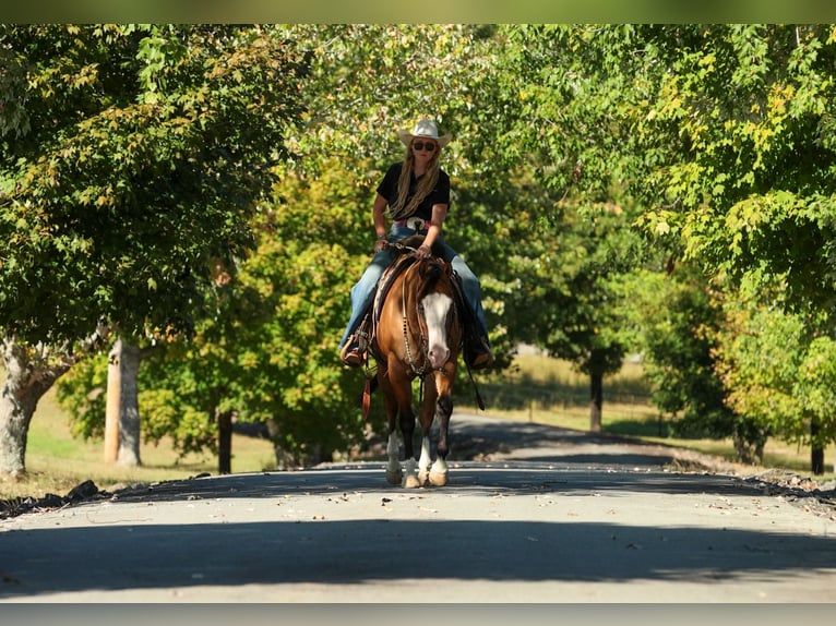American Quarter Horse Ruin 3 Jaar Falbe in Quitman