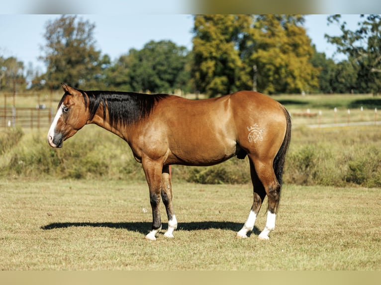 American Quarter Horse Ruin 3 Jaar Falbe in Quitman
