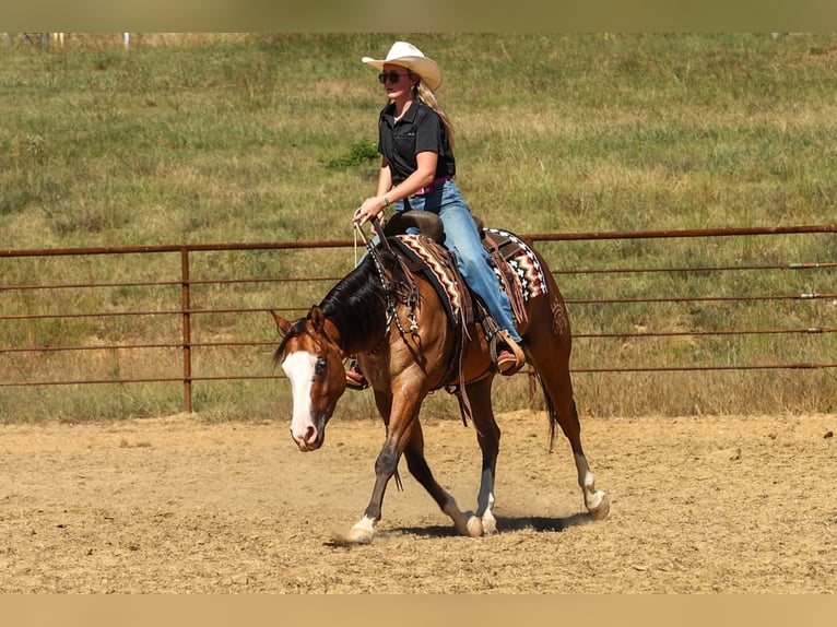 American Quarter Horse Ruin 3 Jaar Falbe in Quitman