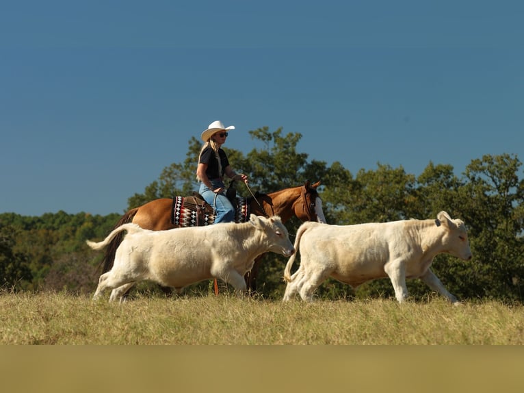 American Quarter Horse Ruin 3 Jaar Falbe in Quitman