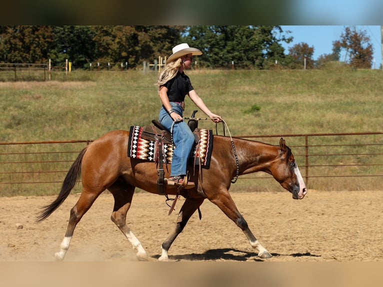 American Quarter Horse Ruin 3 Jaar Falbe in Quitman