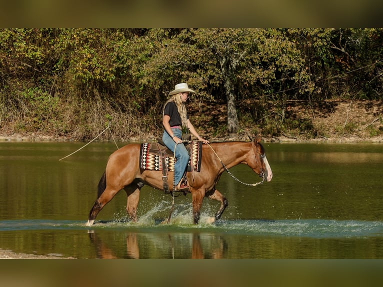 American Quarter Horse Ruin 3 Jaar Falbe in Quitman