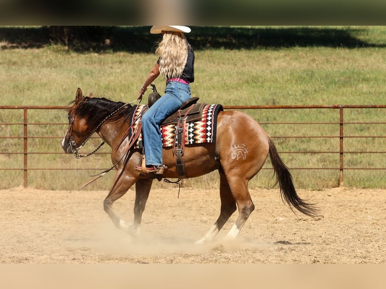 American Quarter Horse Ruin 3 Jaar Falbe in Quitman