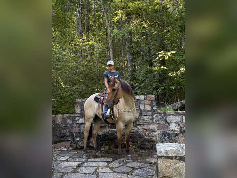 American Quarter Horse Ruin 3 Jaar Falbe in Mc Veytown