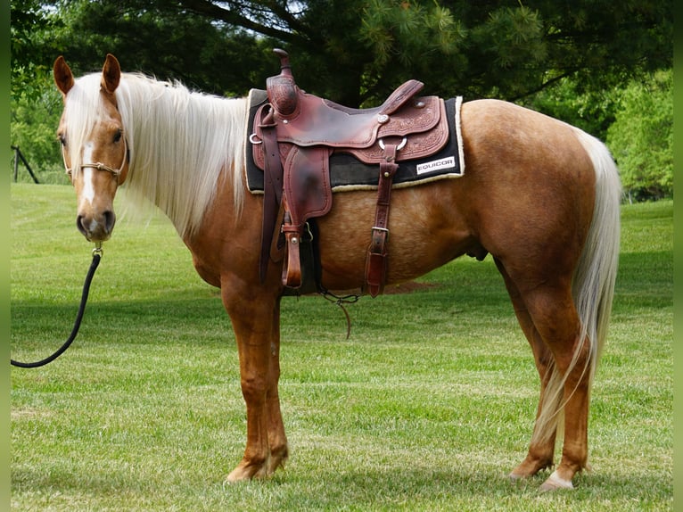 American Quarter Horse Ruin 3 Jaar Palomino in La Porte