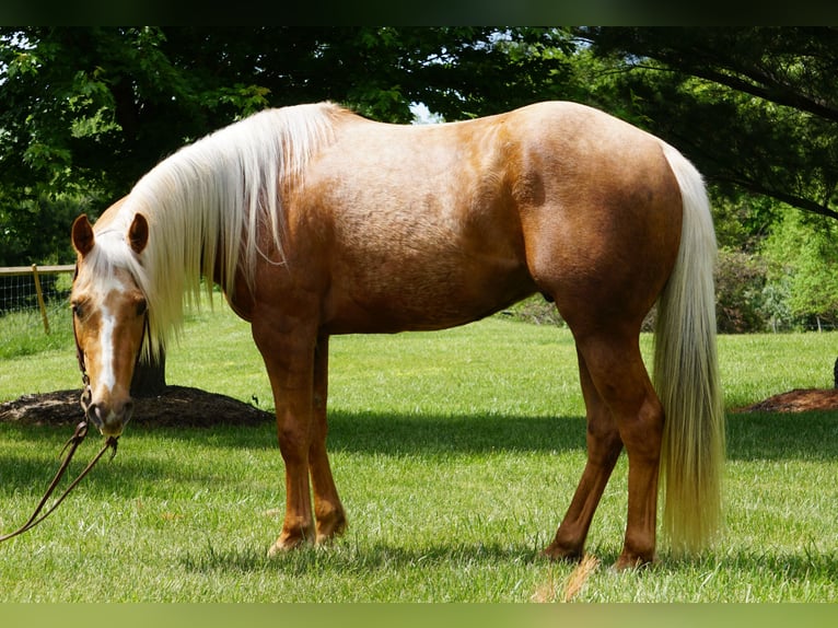 American Quarter Horse Ruin 3 Jaar Palomino in La Porte