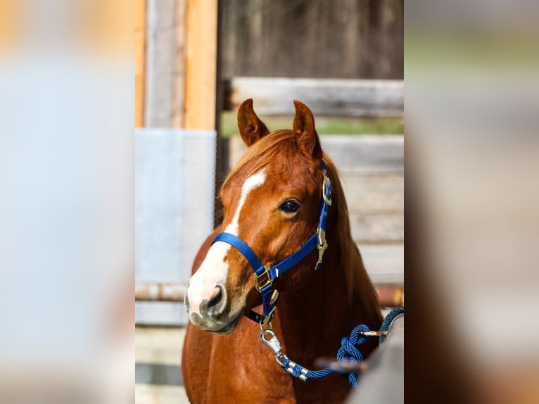 American Quarter Horse Ruin 3 Jaar in Rottweil