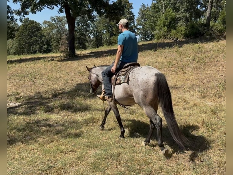 American Quarter Horse Ruin 3 Jaar Roan-Bay in West Fork