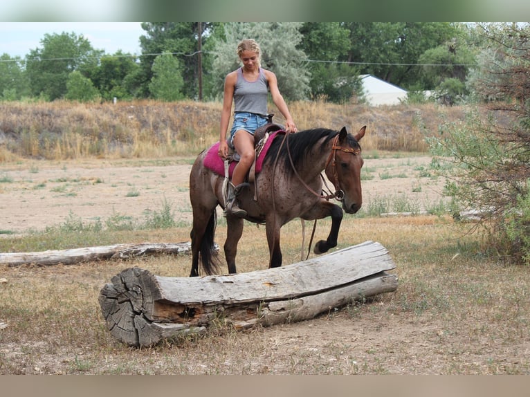 American Quarter Horse Ruin 3 Jaar Roan-Bay in Fort Collins