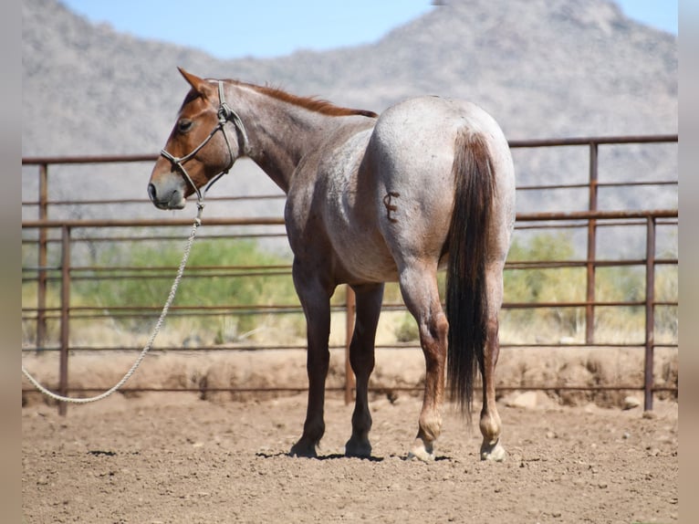 American Quarter Horse Ruin 3 Jaar Roan-Red in Congress