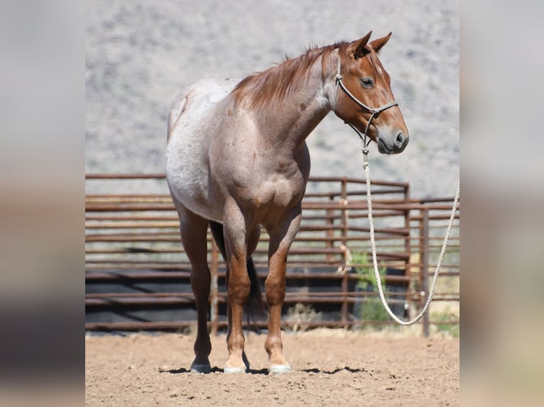 American Quarter Horse Ruin 3 Jaar Roan-Red in Congress