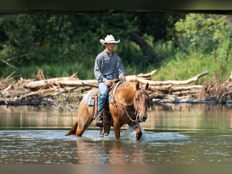 American Quarter Horse Ruin 3 Jaar Roan-Red in Decorah