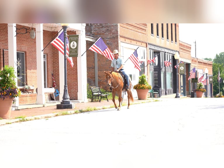 American Quarter Horse Ruin 3 Jaar Roan-Red in Canyon TX