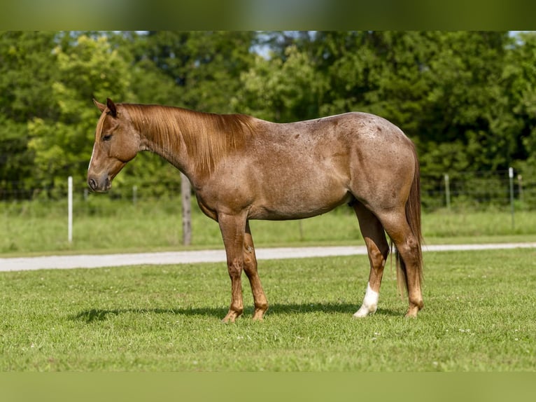 American Quarter Horse Ruin 3 Jaar Roan-Red in Canyon TX