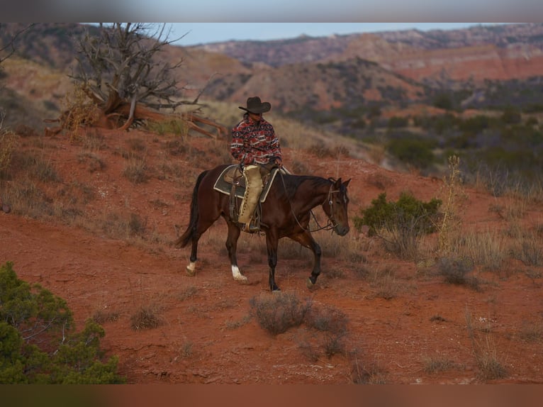 American Quarter Horse Ruin 3 Jaar Roodbruin in Canyon