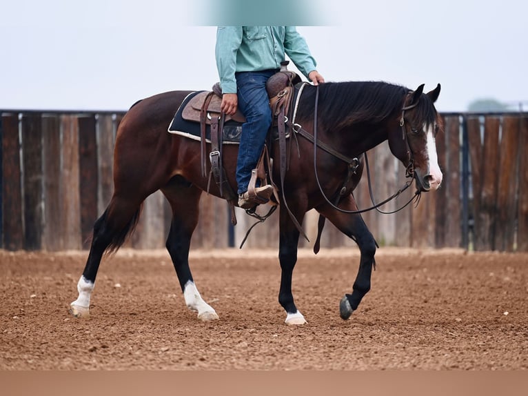 American Quarter Horse Ruin 3 Jaar Roodbruin in Waco