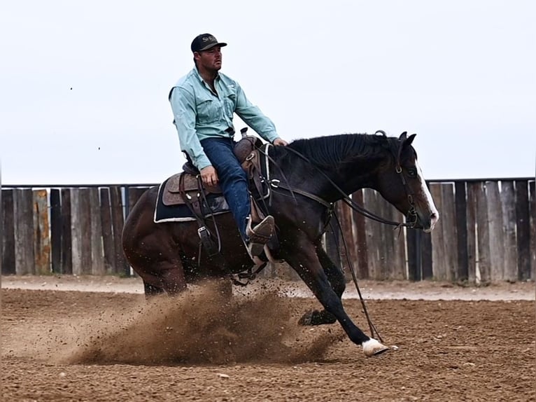 American Quarter Horse Ruin 3 Jaar Roodbruin in Waco