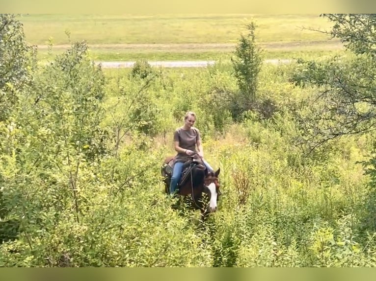 American Quarter Horse Mix Ruin 3 Jaar Roodbruin in New Holland