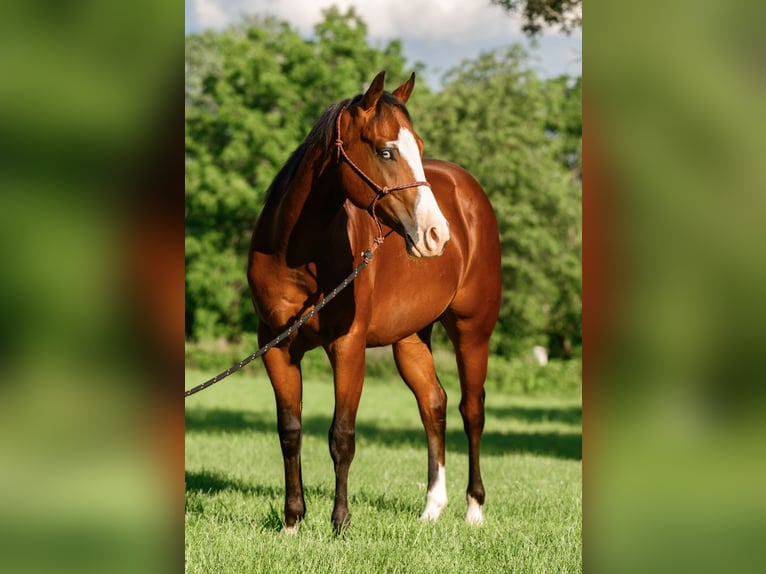American Quarter Horse Mix Ruin 3 Jaar Roodbruin in New Holland