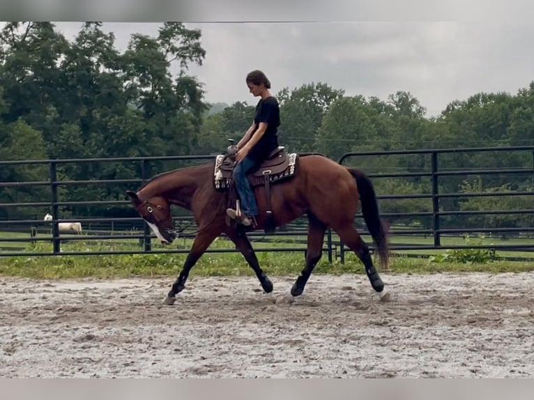 American Quarter Horse Mix Ruin 3 Jaar Roodbruin in New Holland