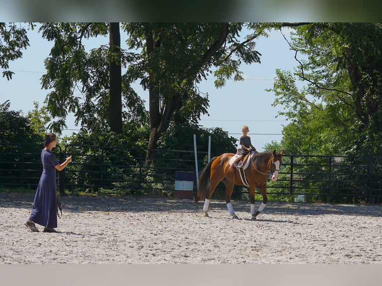 American Quarter Horse Mix Ruin 3 Jaar Roodbruin in New Holland