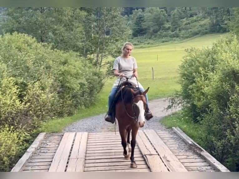 American Quarter Horse Mix Ruin 3 Jaar Roodbruin in New Holland