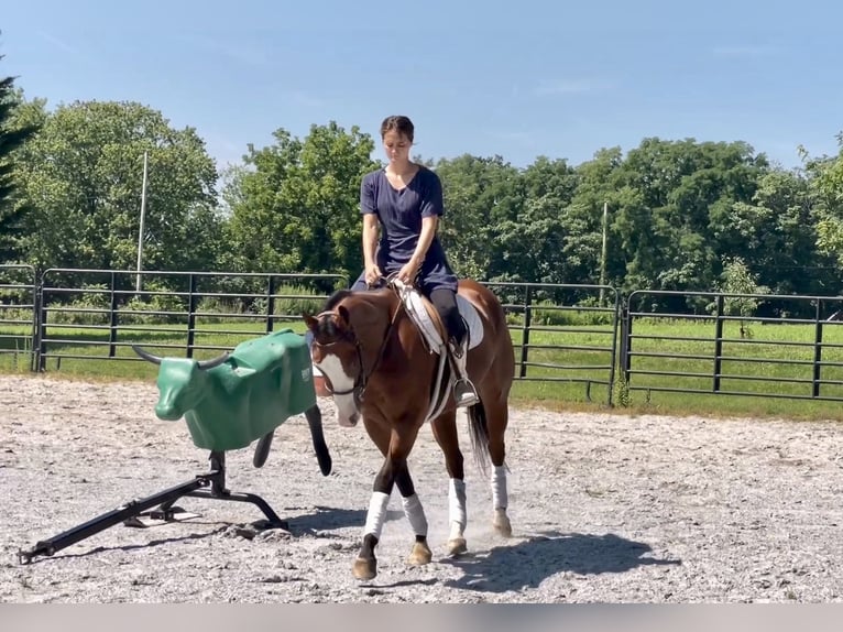 American Quarter Horse Mix Ruin 3 Jaar Roodbruin in New Holland