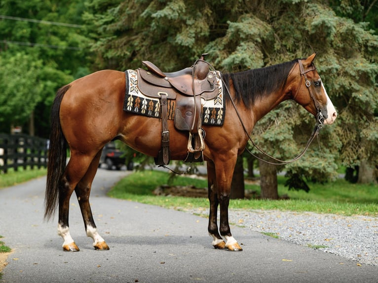 American Quarter Horse Mix Ruin 3 Jaar Roodbruin in New Holland