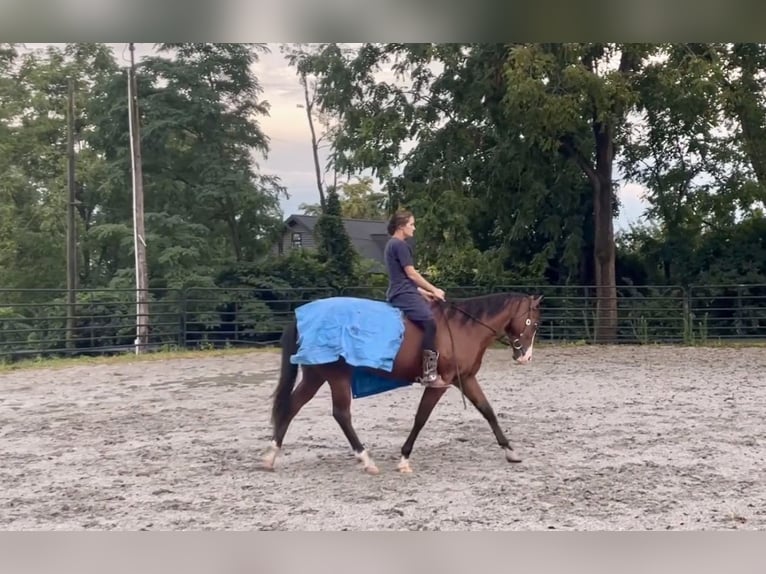 American Quarter Horse Mix Ruin 3 Jaar Roodbruin in New Holland