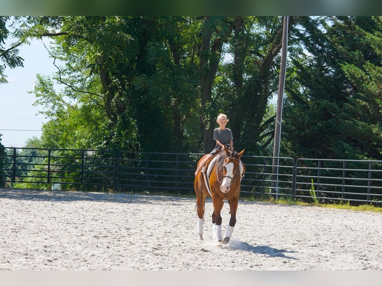 American Quarter Horse Mix Ruin 3 Jaar Roodbruin in New Holland