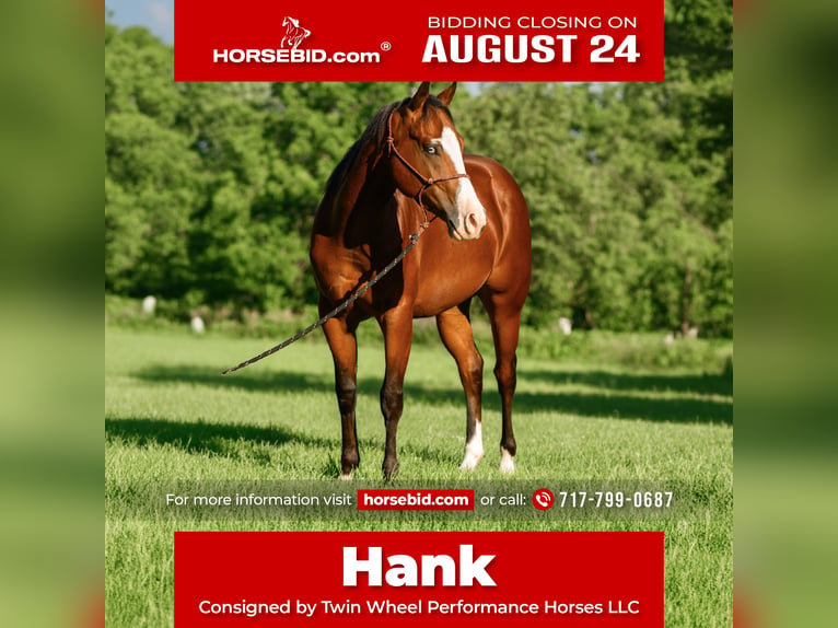 American Quarter Horse Mix Ruin 3 Jaar Roodbruin in New Holland